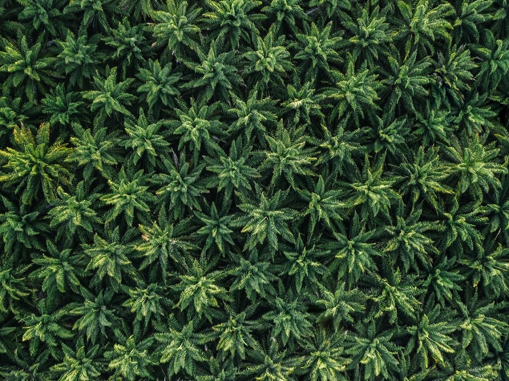 How to Grow During Vegetative Stage?