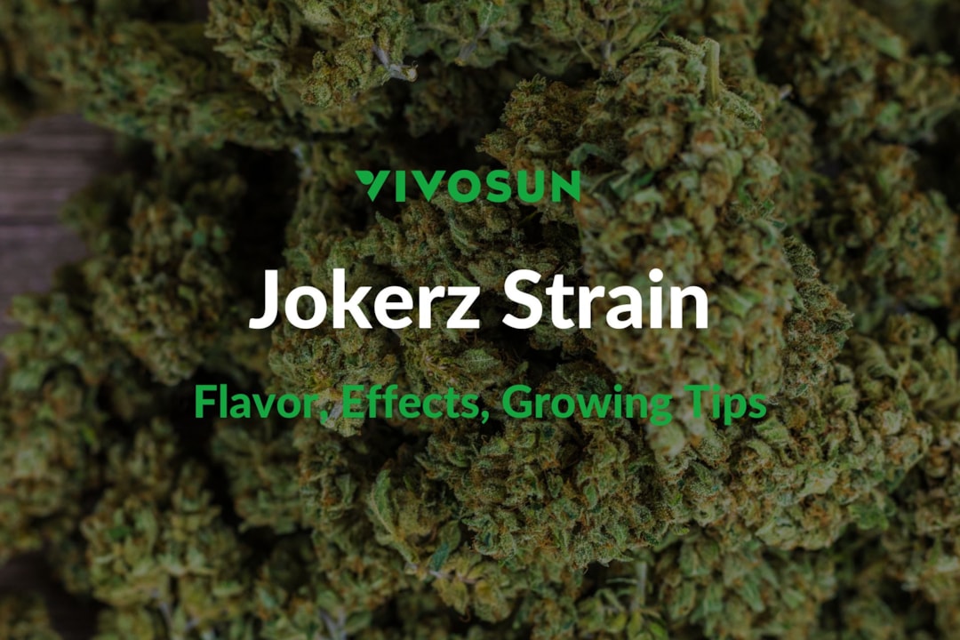 Jokerz Strain: Everything You Need to Know