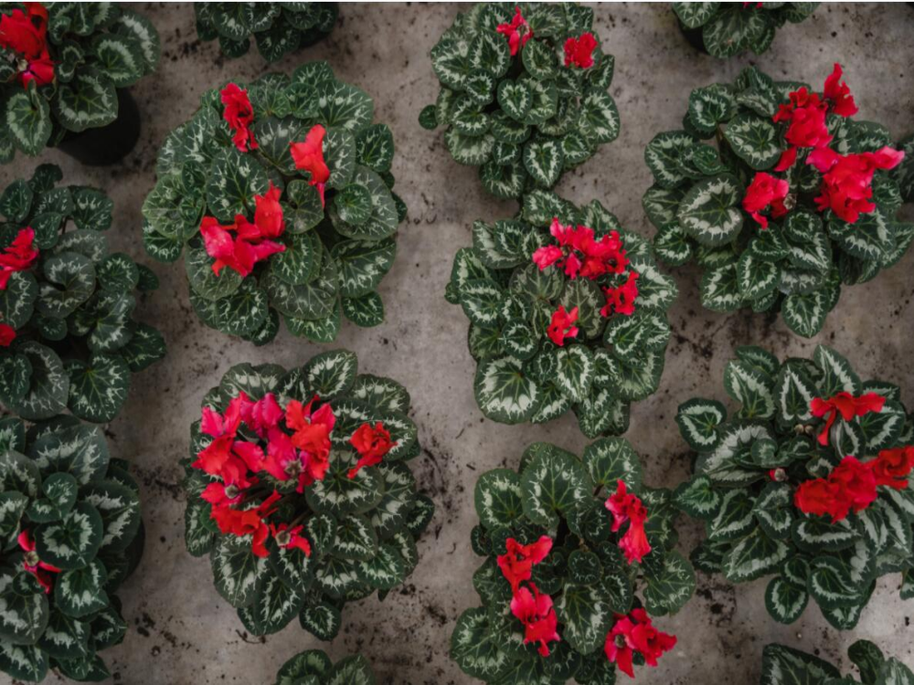 Pros and Cons of Using Fabric Grow Bags
