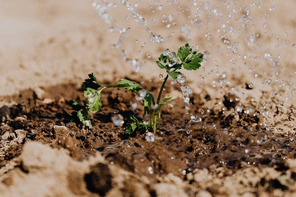 Ultimate Germination Guide: From Seeds to Sprouts