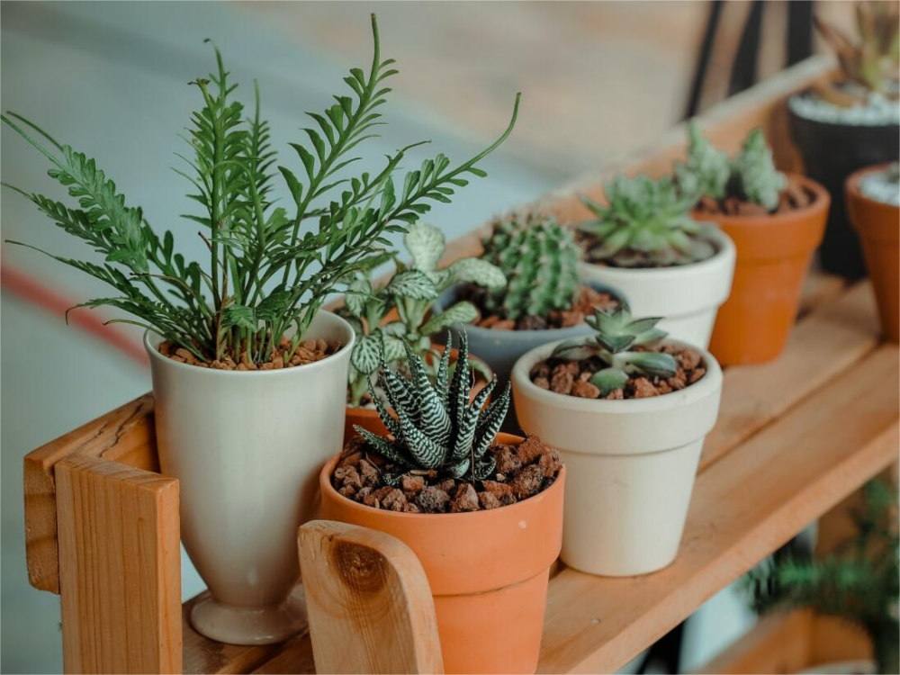 How to Set Up Automatic Irrigation System for Indoor Cannabis Grow?