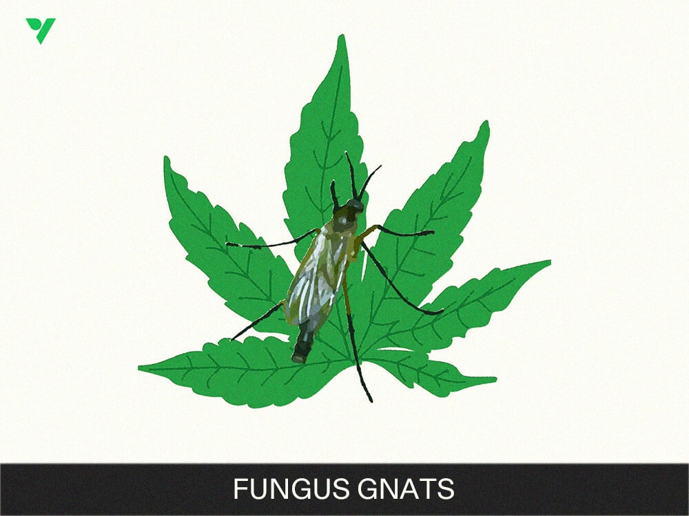 All You Should Learn How to Get rid of Pests