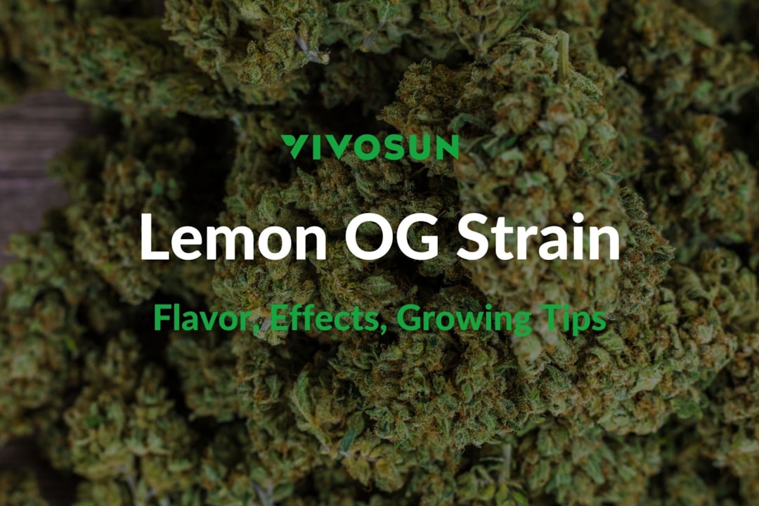Lemon OG Strain: Everything You Need to Know