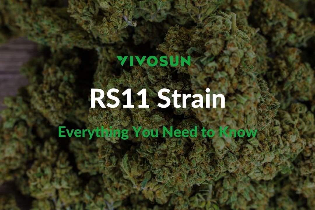 RS11 Strain aka Rainbow Sherbert #11: Everything You Need to Know