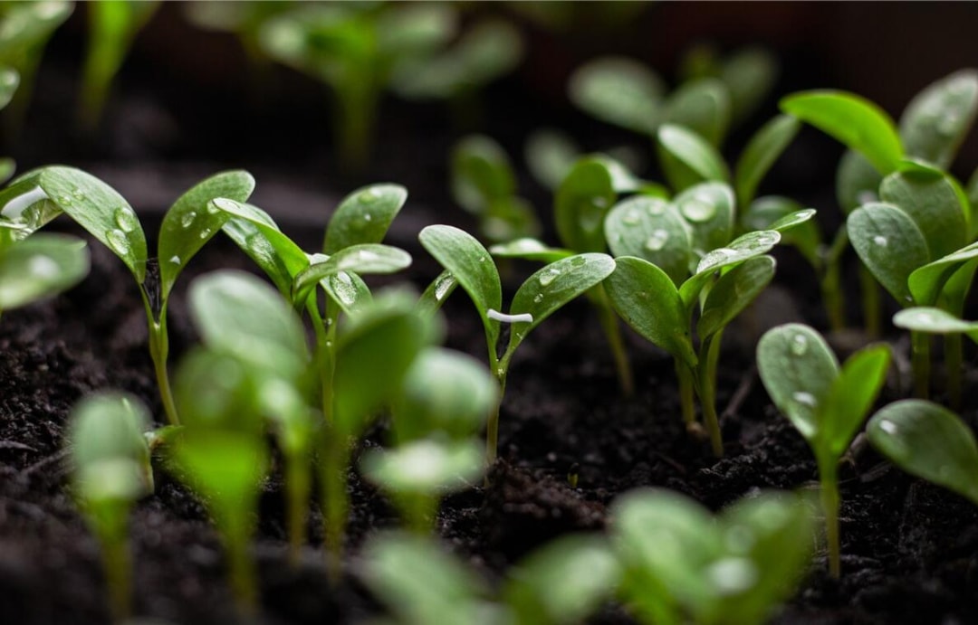 Top Seedbanks and Breeders in the USA 2025