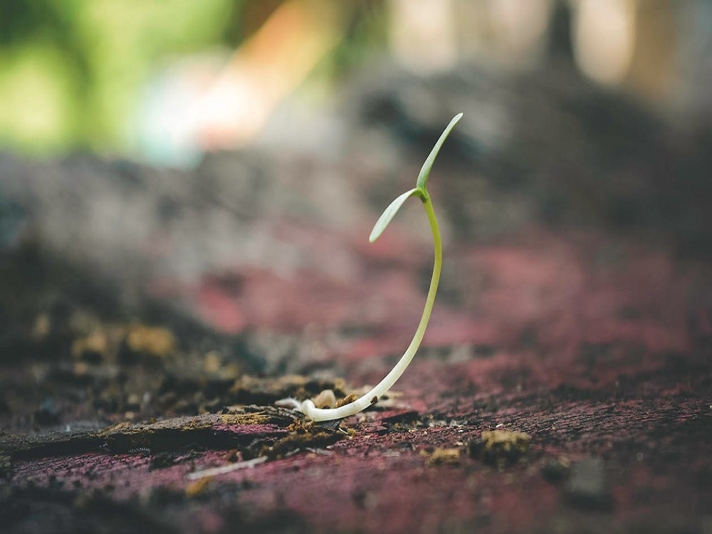 How to Take Care of Your Cannabis Seedling?