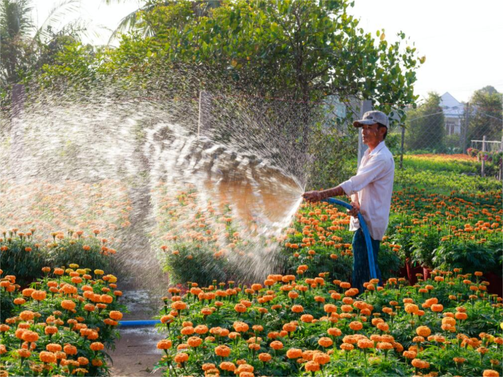How to Water Marijuana Plants on While Vacation
