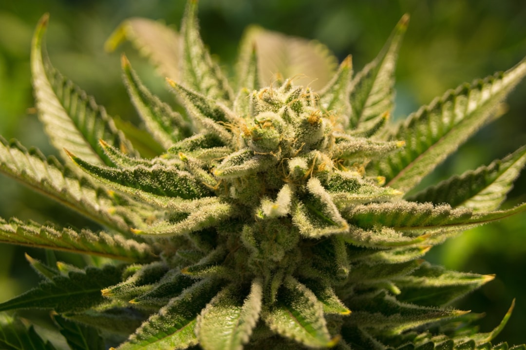 Ideal Growing Conditions for Cannabis Plants