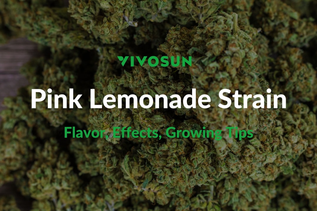 Pink Lemonade Strain: Everything You Need to Know