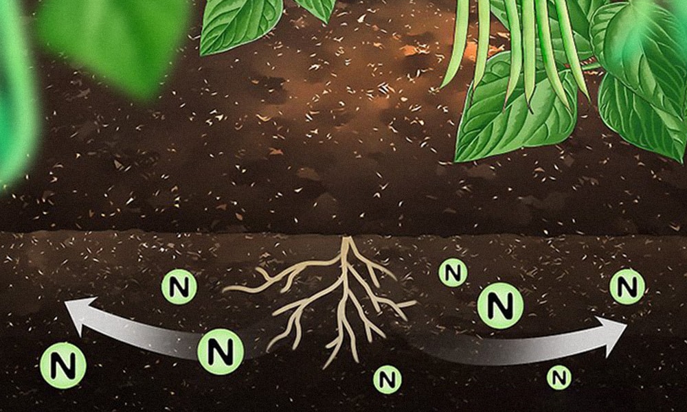 The Effect of Nitrogen on Plants