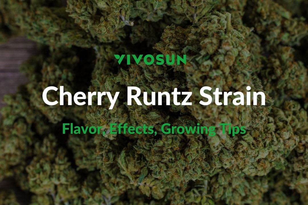 Cherry Runtz Strain: Everything You Need to Know
