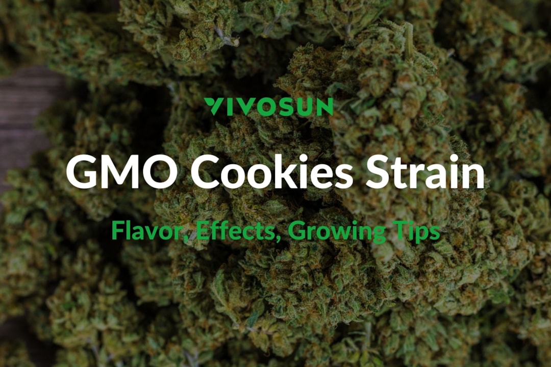 GMO Cookies Strain: Everything You Need to Know