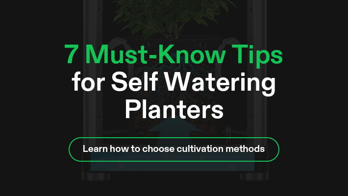 7 Must-Know Tips for Self Watering Planters