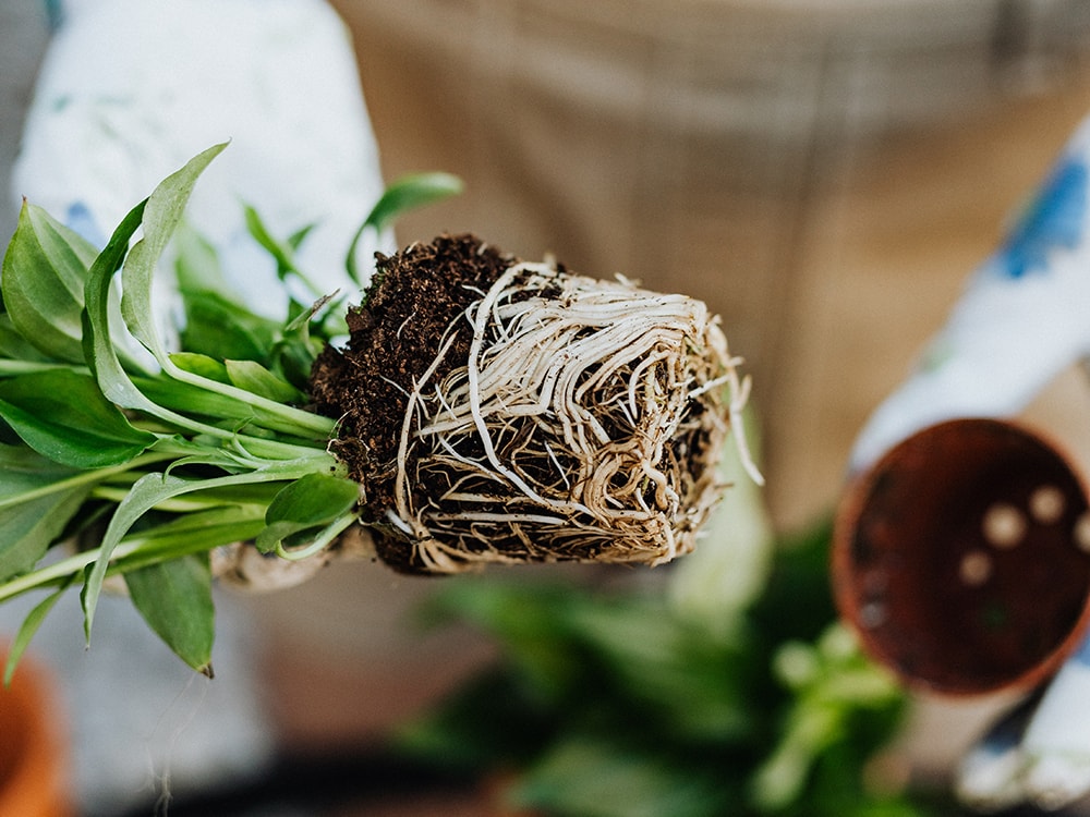 Knowing Your Roots for Better Plant Health