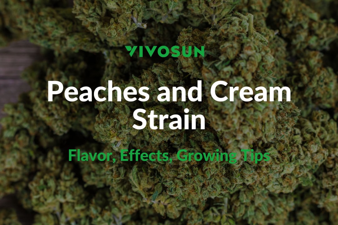 Peaches and Cream Strain: Everything You Need to Know