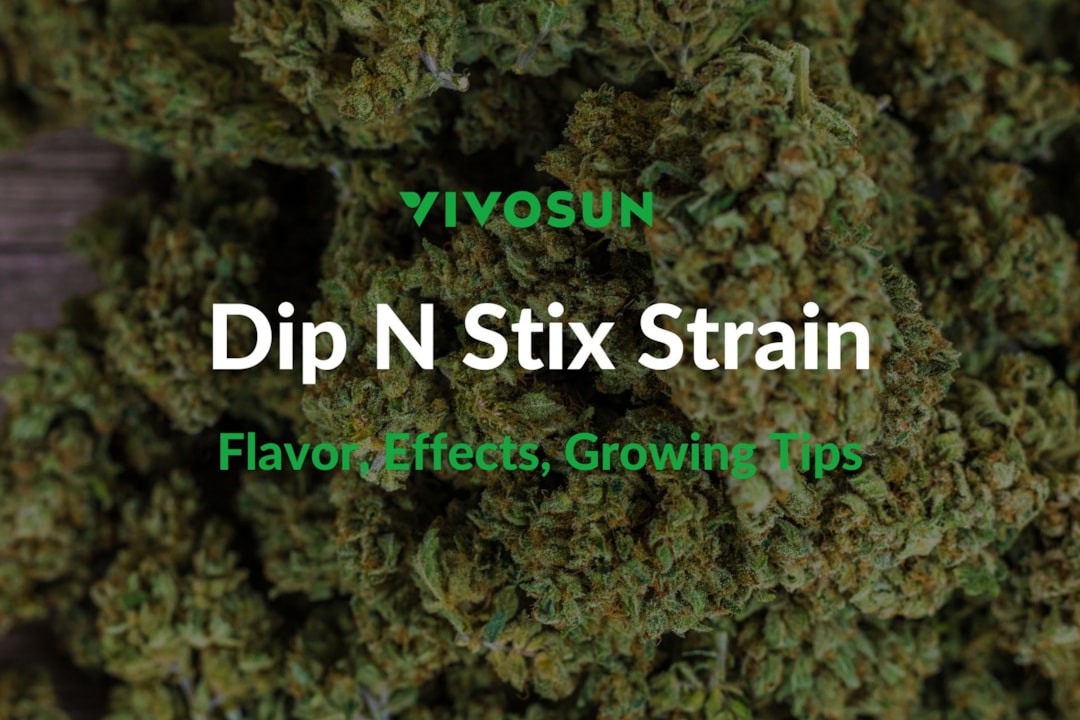 Dip N Stix Strain: Everything You Need to Know