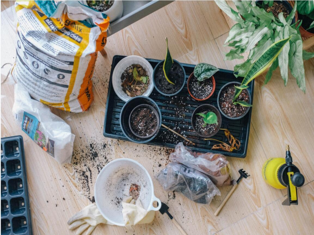Gardening You must Know - How to Repot Your Houseplants