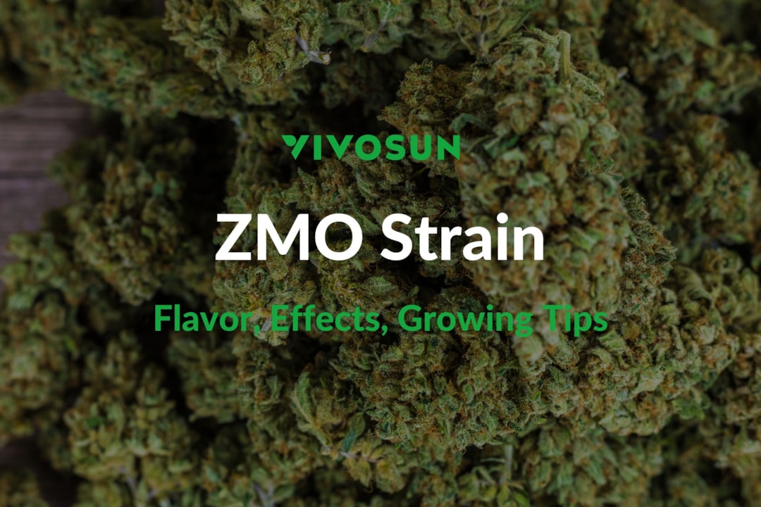 ZMO Strain: Everything You Need to Know