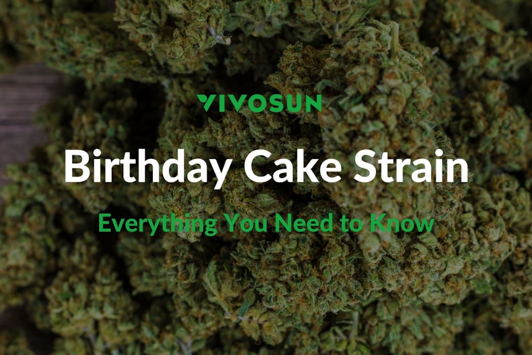Birthday Cake Strain: A Sweet and Sedating Hybrid