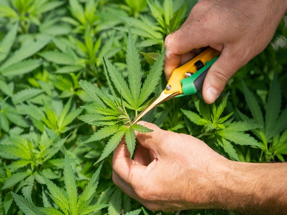 Defoliation During the Vegetative and Flowering Stage