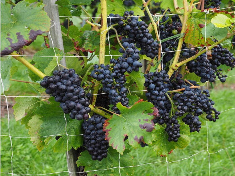 Trellising is Important for Your Plants, Why