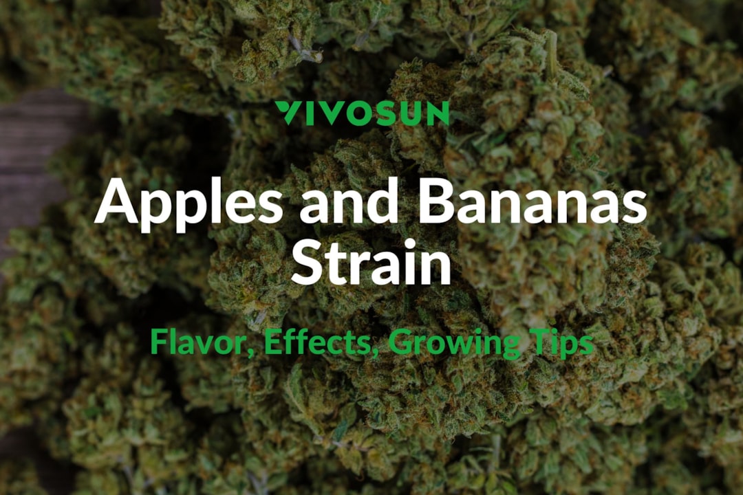 Apples and Bananas Strain: Everything You Need to Know