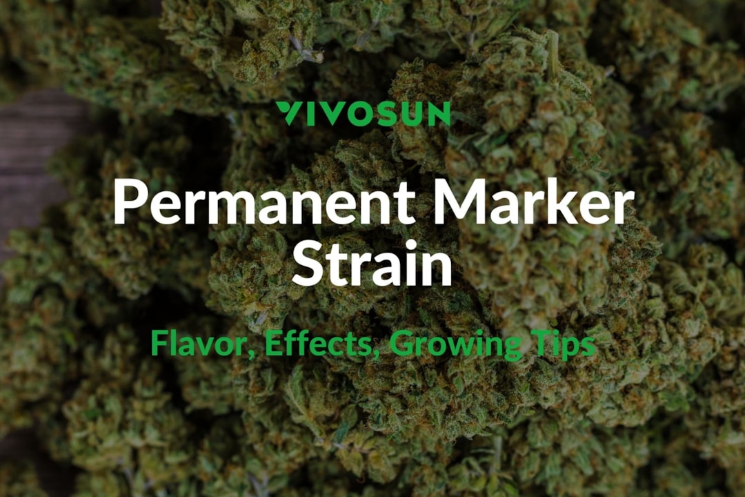 Permanent Marker Strain: Everything You Need to Know