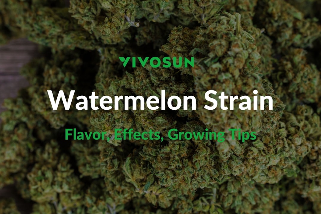 Watermelon Strain: Everything You Need to Know