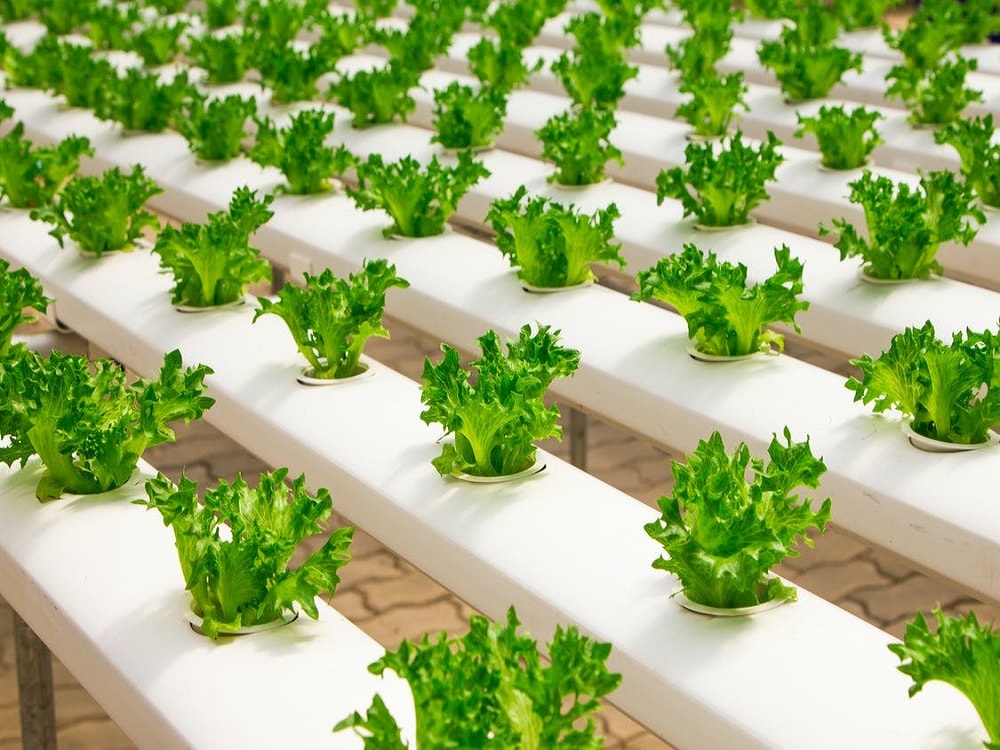 Hydroponics VS. Soil for Your Indoor Garden