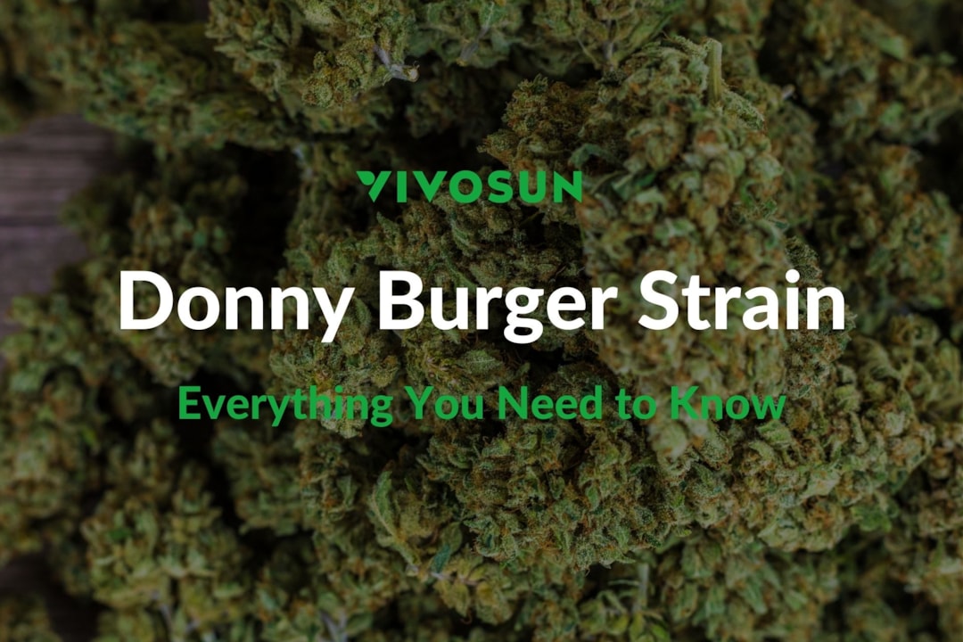 Donny Burger Strain: A Comprehensive Guide
