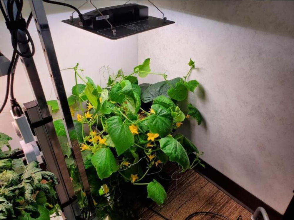 Tips for Hanging Grow Lights for Indoor Plants