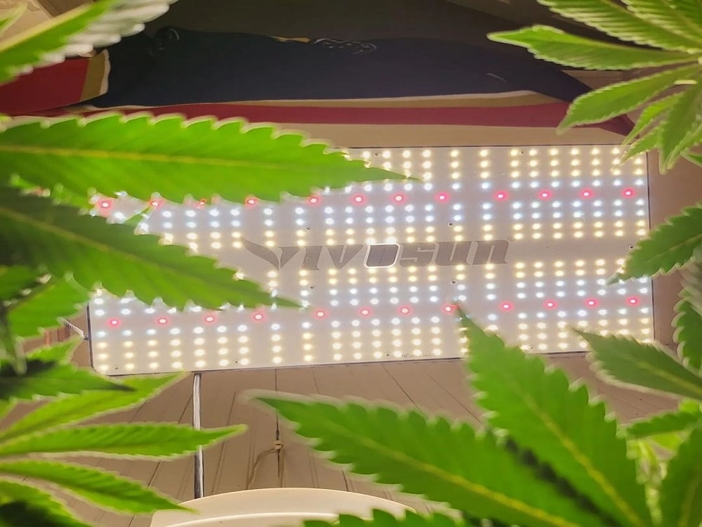 Cannabis Light Burn and Light Stress