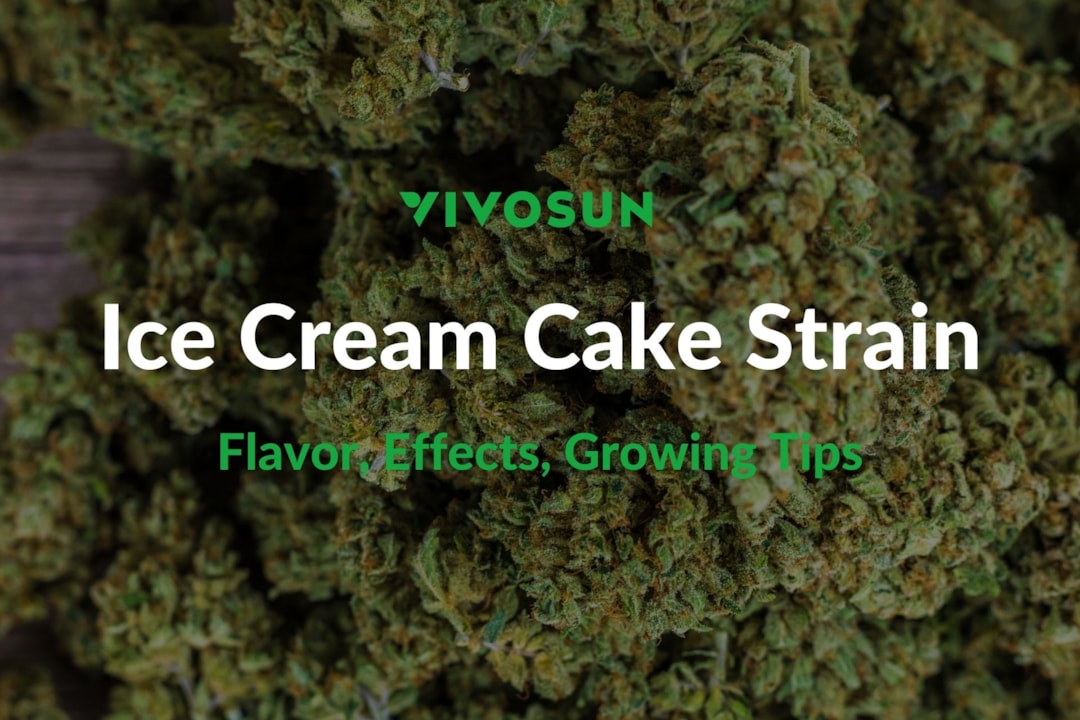 Ice Cream Cake Strain: Everything You Need to Know