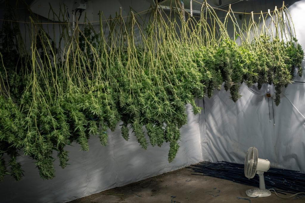 Proper Environmental Conditions When Drying Cannabis