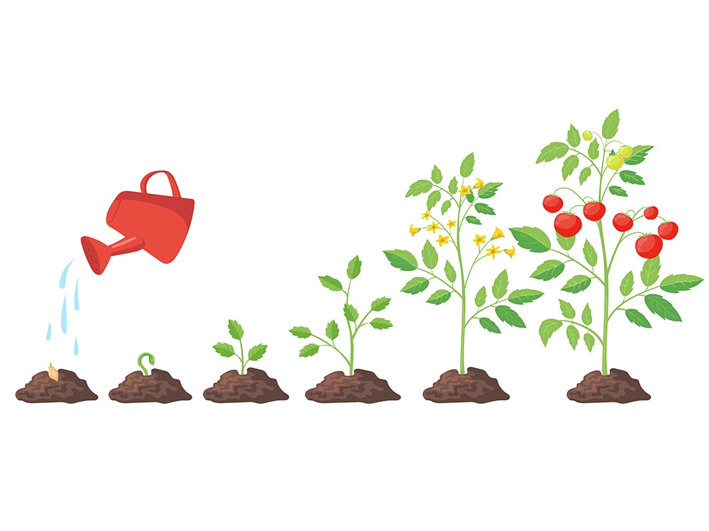 Moving to the Vegetative Stage