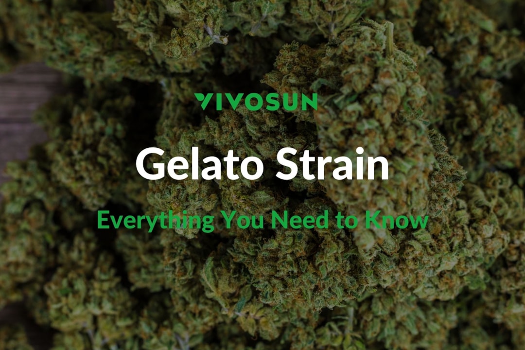 Gelato Strain: The Perfect Balance of Flavor and Potency