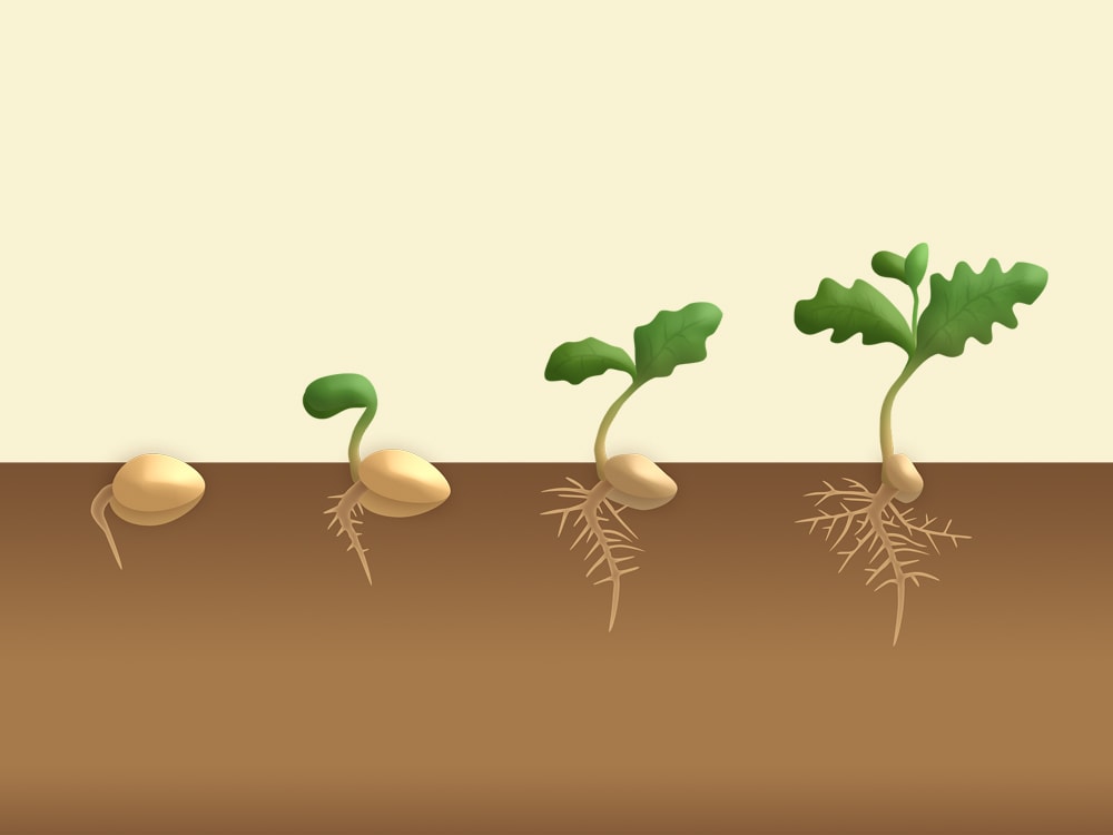How to Germinate Seeds?