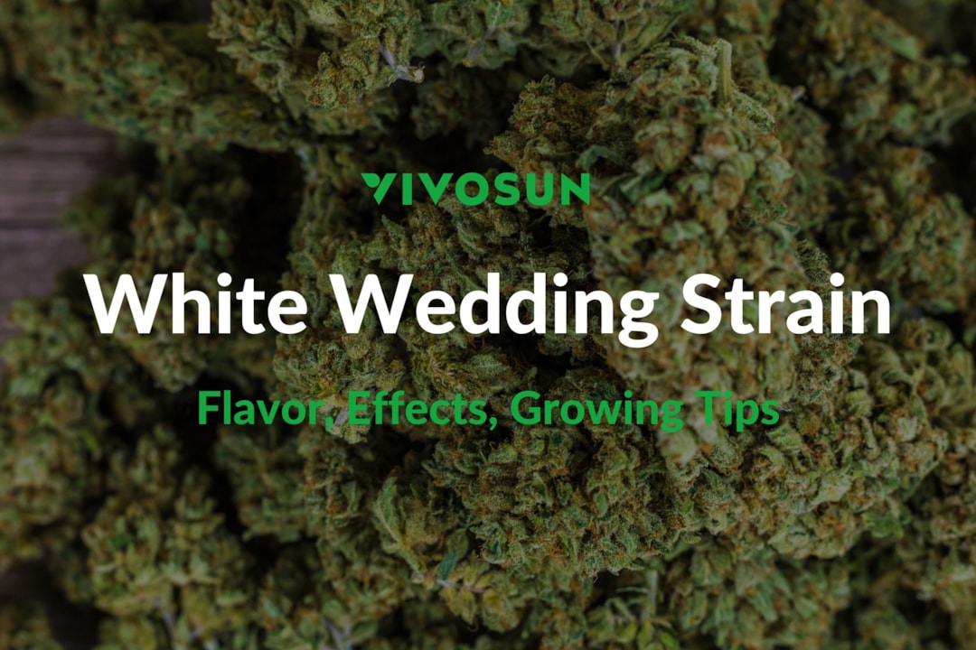 White Wedding Strain: Everything You Need to Know