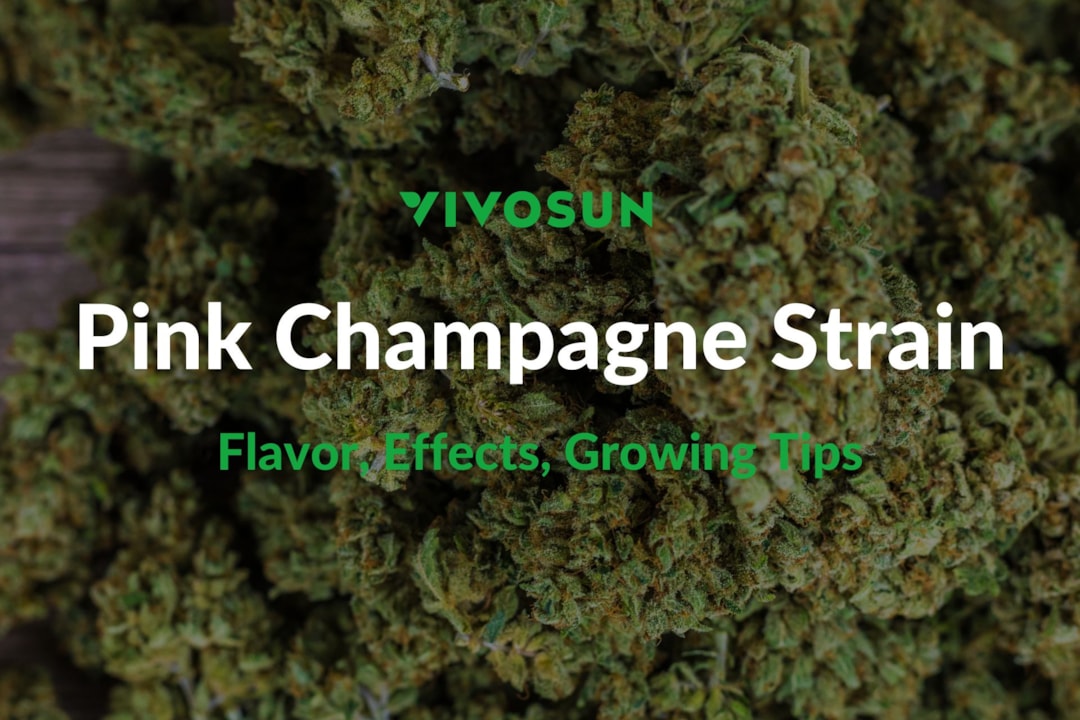Pink Champagne Strain: Everything You Need to Know