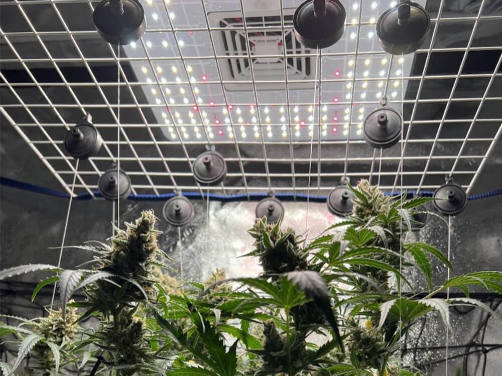 On PAR with LED Grow Lighting
