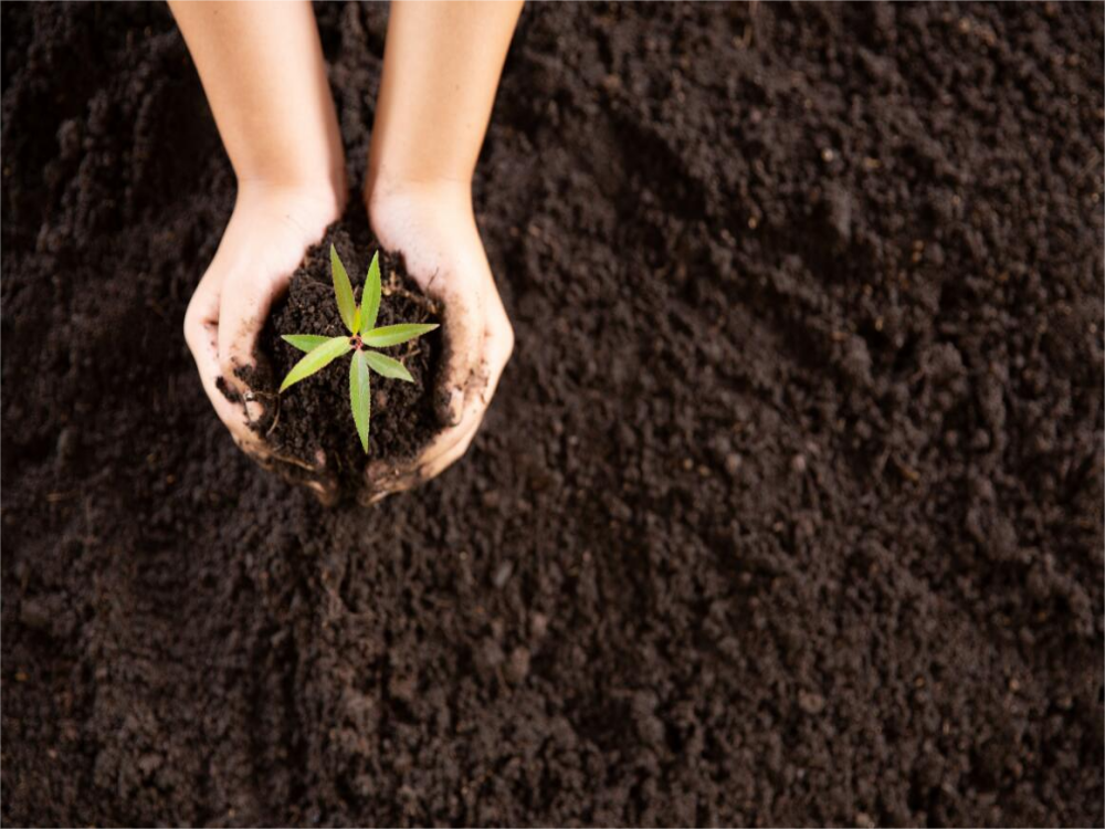How Do You Plant A Seed?