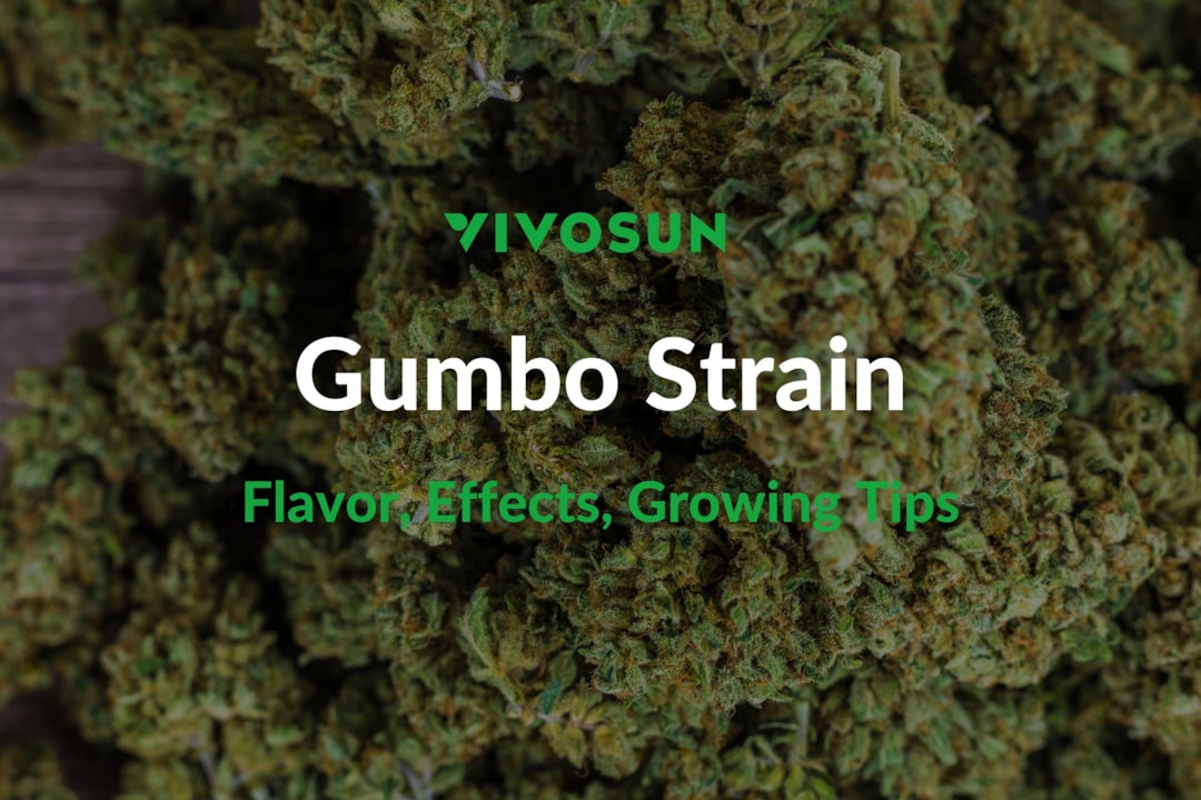 Gumbo Strain: Everything You Need to Know