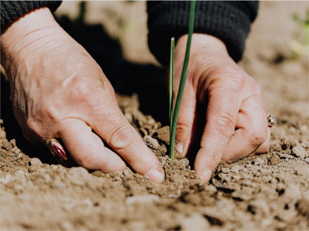 Physically Supporting Germinating Plants