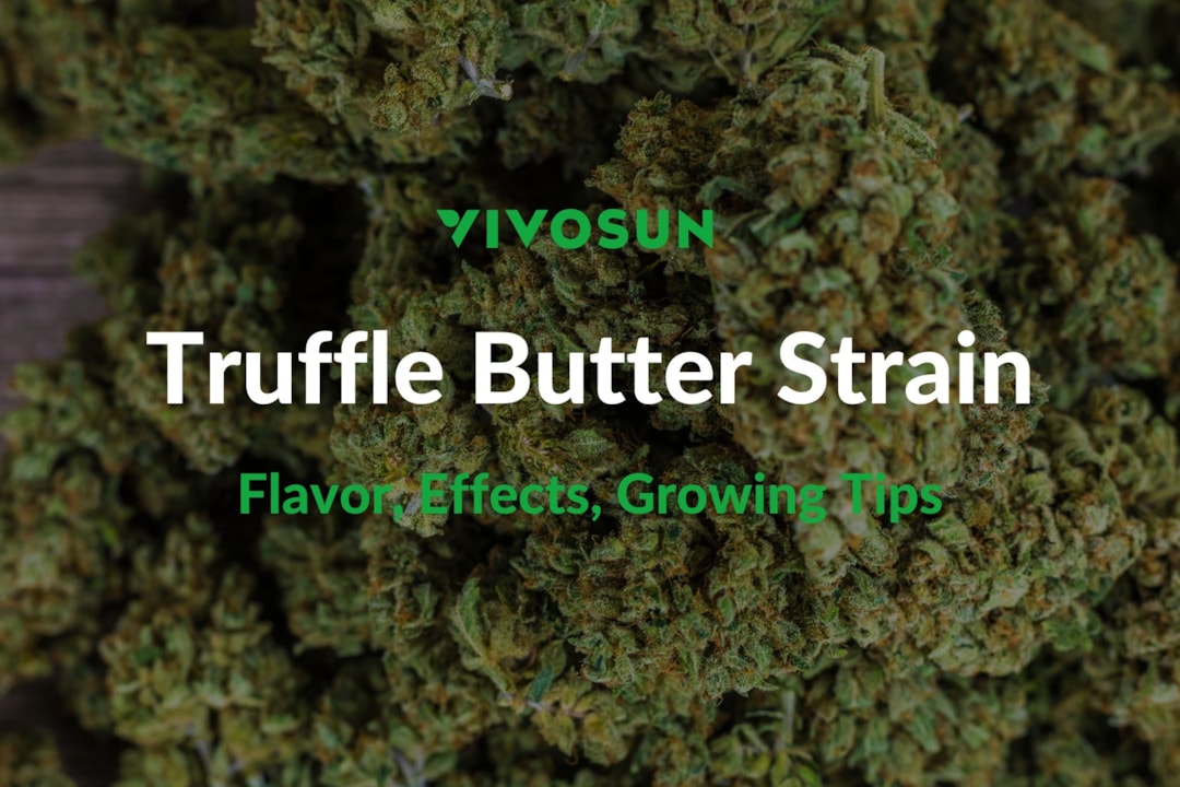 Truffle Butter Strain: Everything You Need to Know