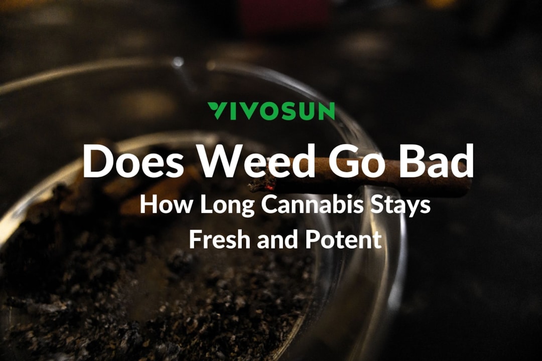 Does Weed Go Bad? Understanding How Long Cannabis Stays Fresh and Potent