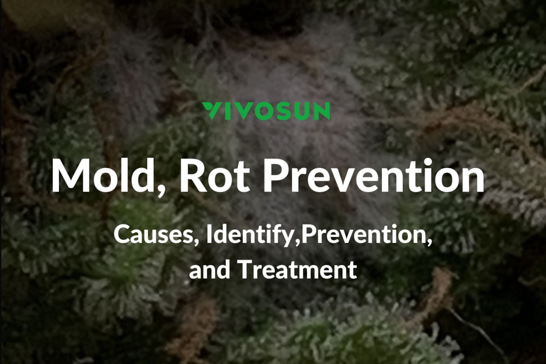 Moldy Weed: Recognizing, Understanding, and Avoiding the Dangers