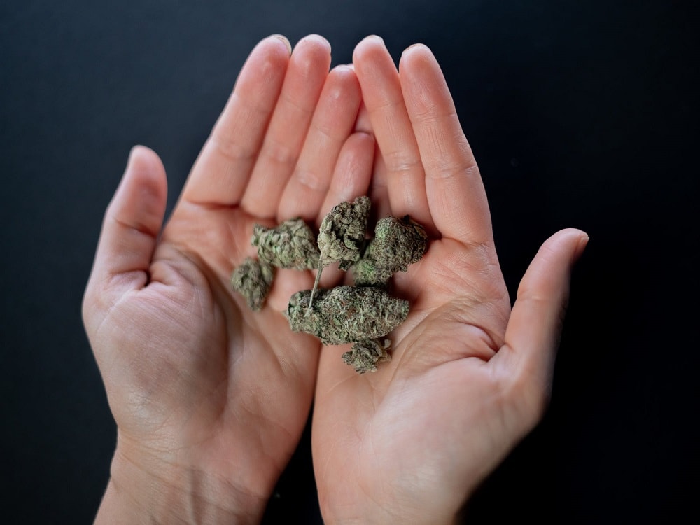 Top 6 Sativa Strains in 2023