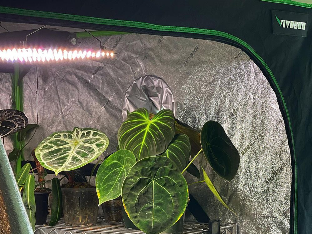 What is the Difference Between a Grow Light and a Regular Light?