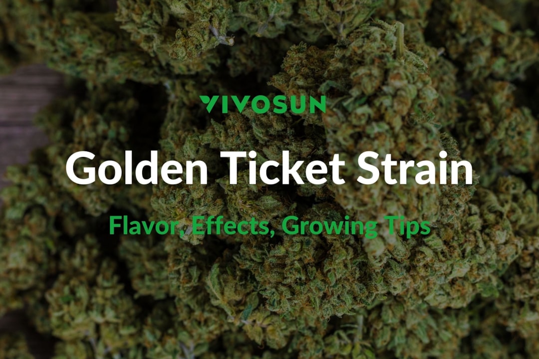 Golden Ticket Strain: Everything You Need to Know
