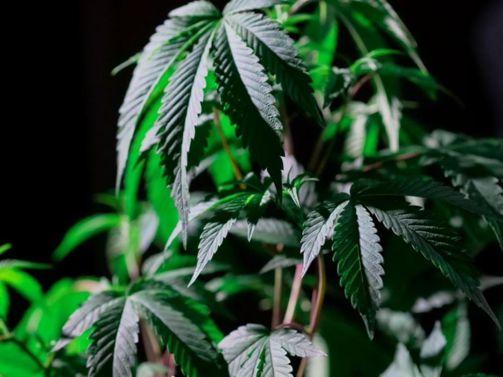 Growing Indoors - 3 Ways to Control Height of Your Marijuana Plants